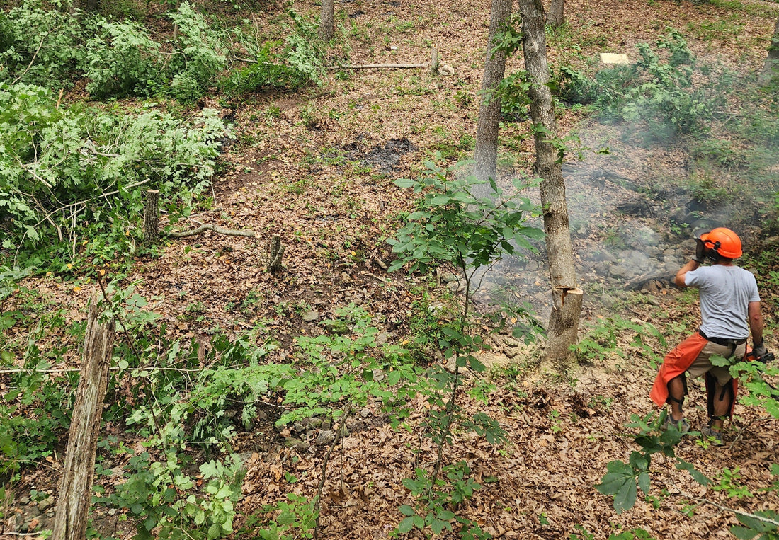 From Tree to Taproom: How Our Head Brewer Became Our Resident Lumberjack Craftsman